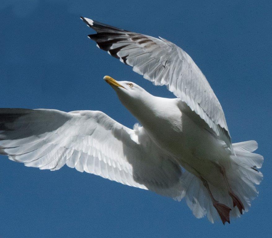 Herring gull