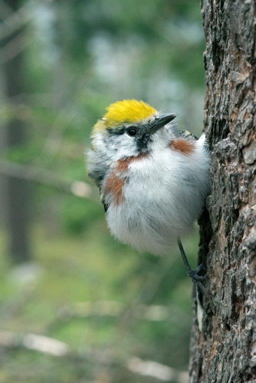 Chestnut-sided warbler