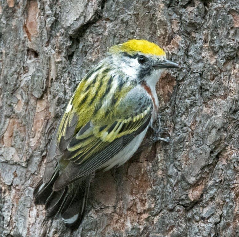 Chestnut-sided warbler