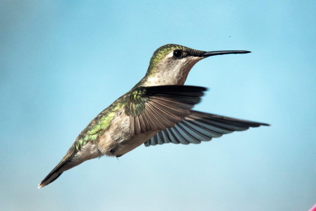 Hummingbird female