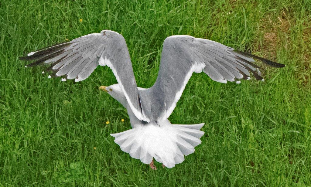 Herring gull Speckles