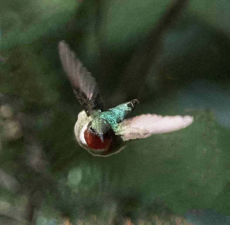 Hummingbird male