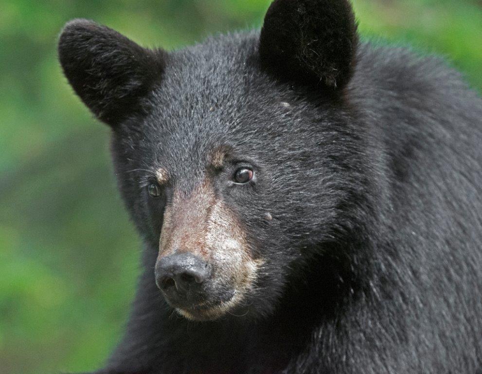 Samanthas male yearling