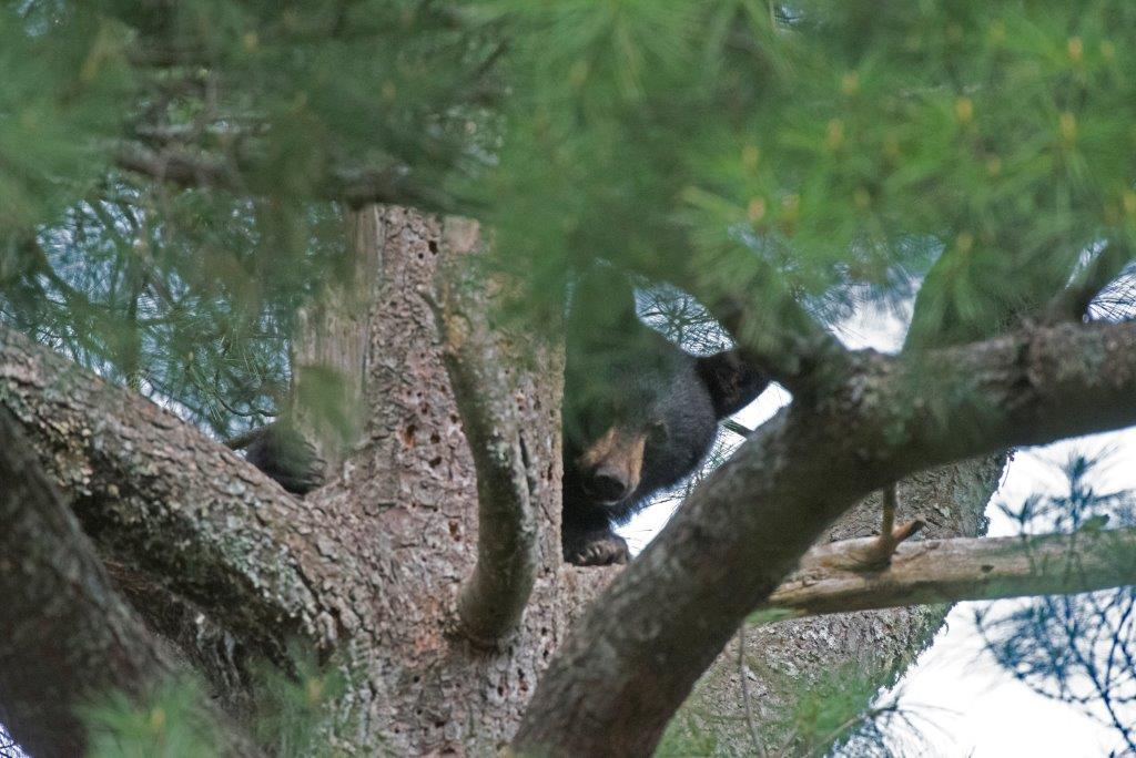Samantha's yearling in tree
