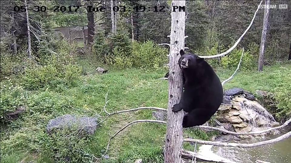 Holly in the Pat Tree