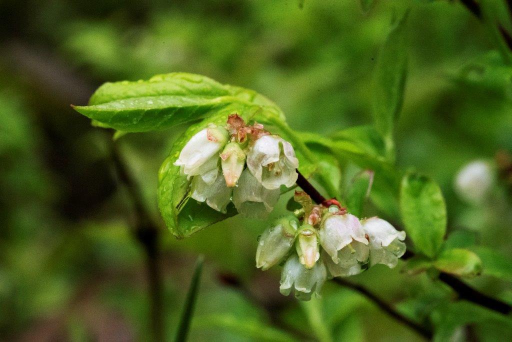 Blueberry blossoms