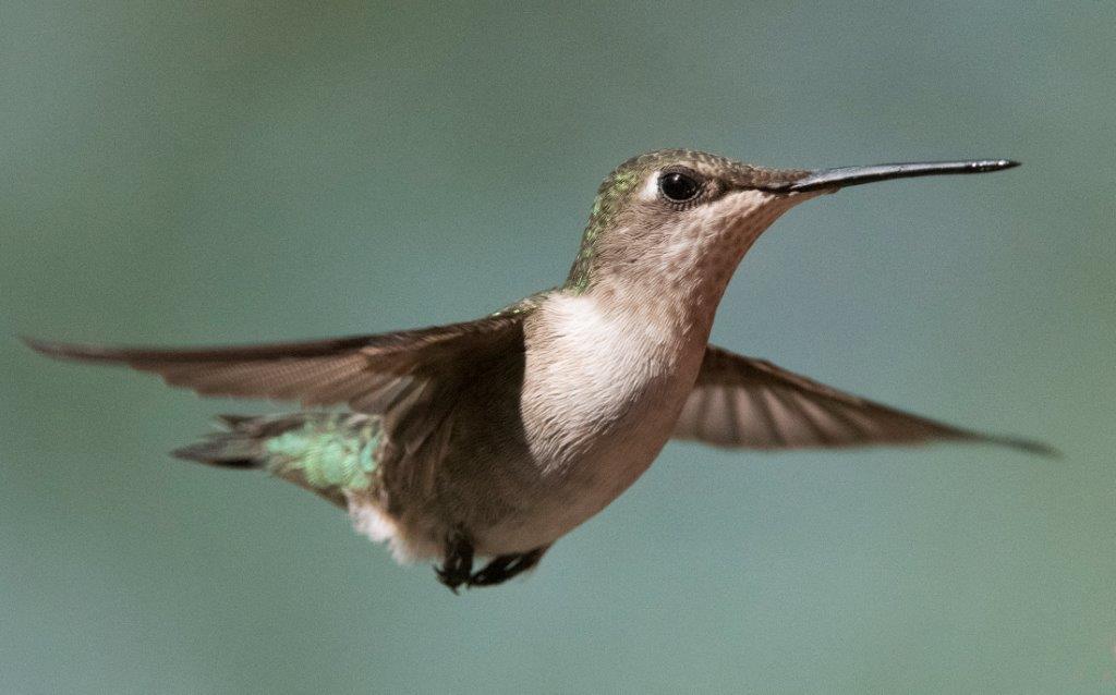 Hummingbird female