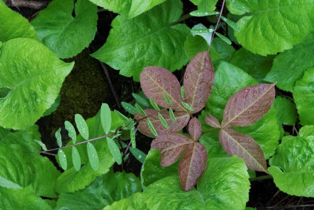 Largeleaf aster, peavine and sarsaparilla