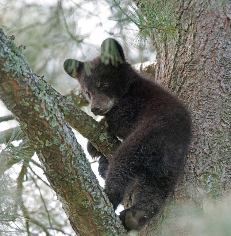 Daisys cub