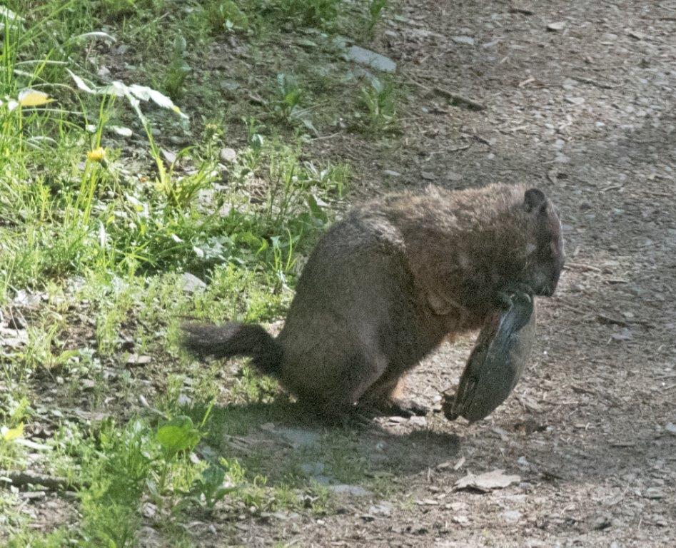 Woodchuck and turtle