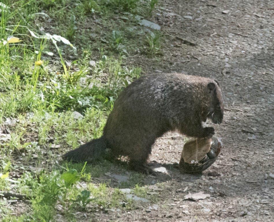 Woodchuck and turtle