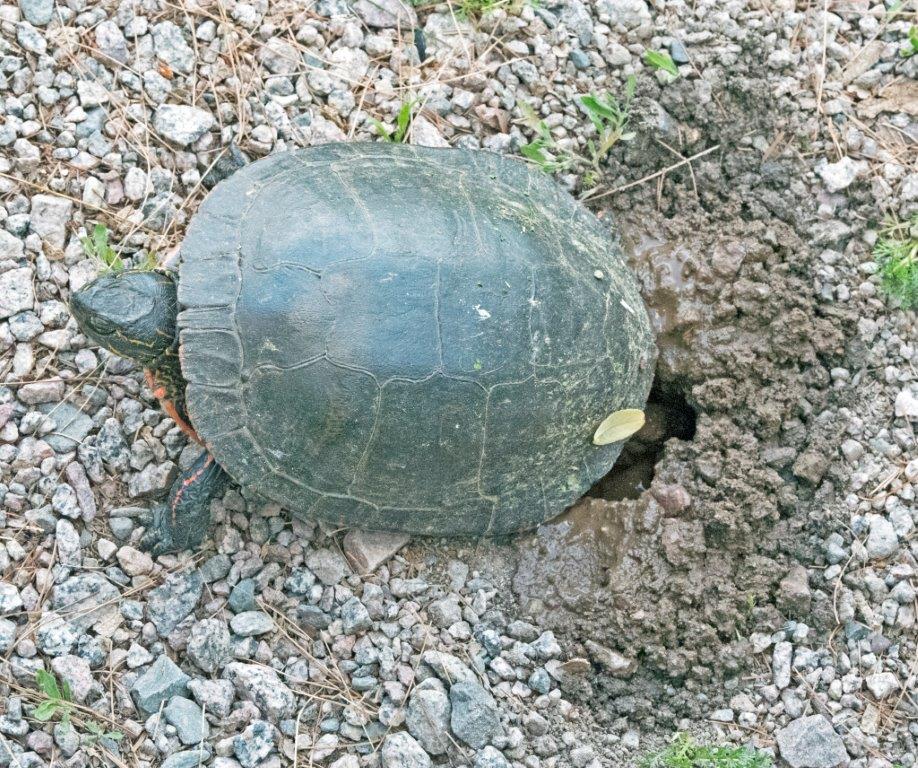 Painted turtle