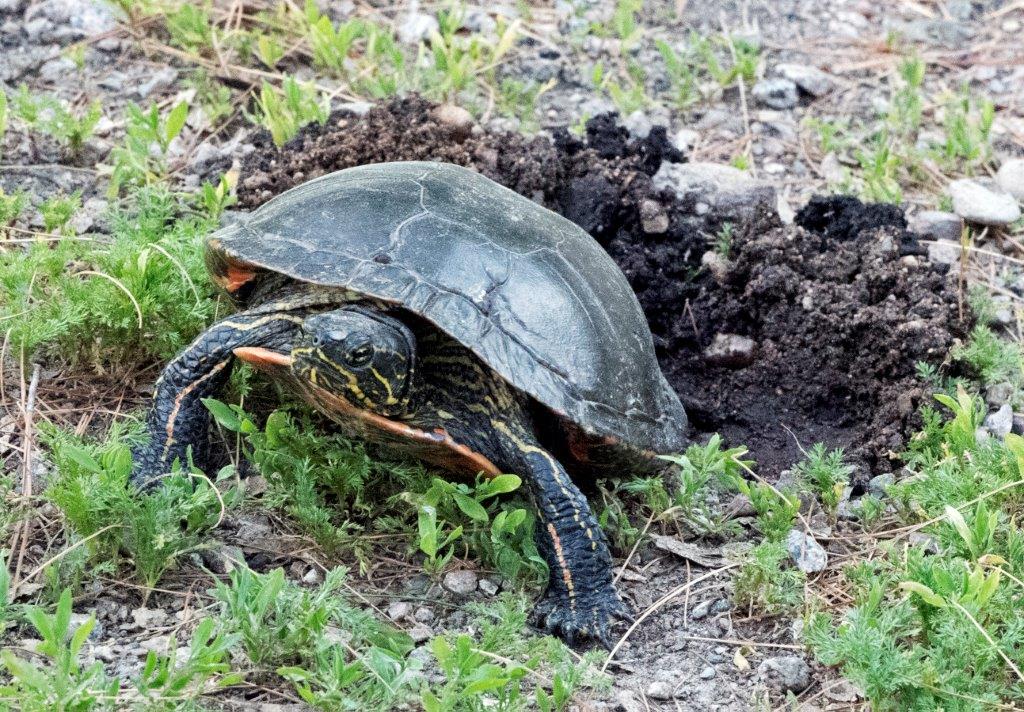 Painted turtle