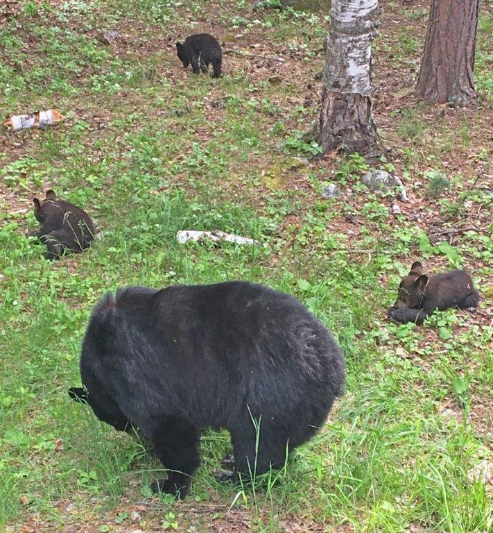 Lily and three cubs