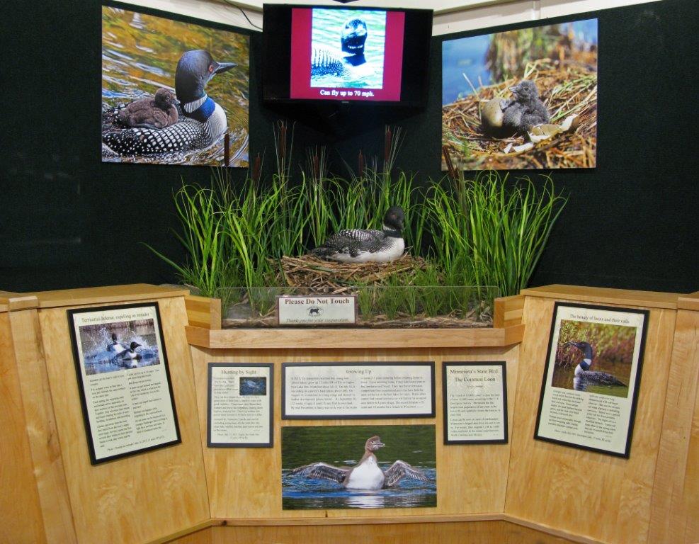 Loon exhibit at the NABC