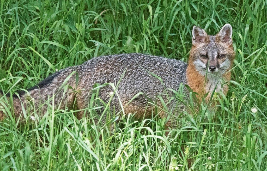 Gray fox