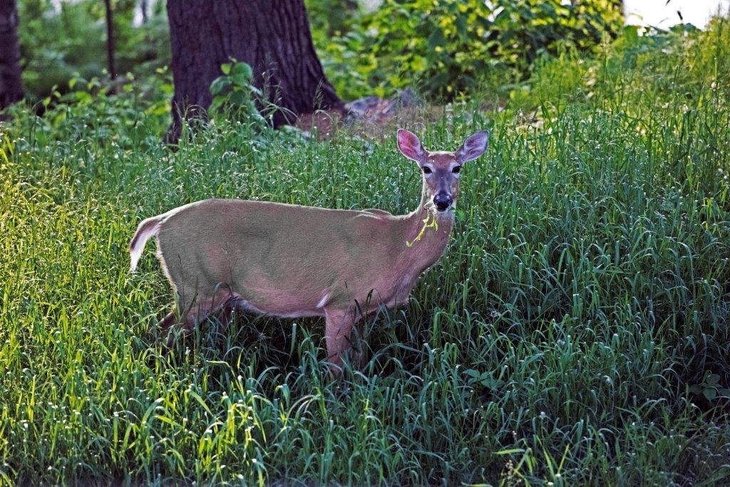 Deer