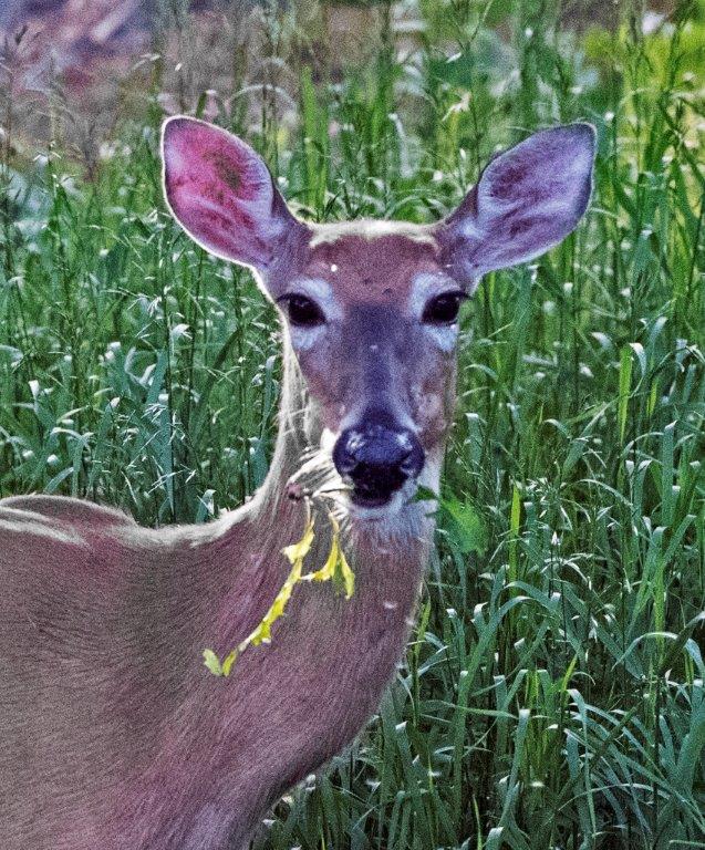 Deer eating