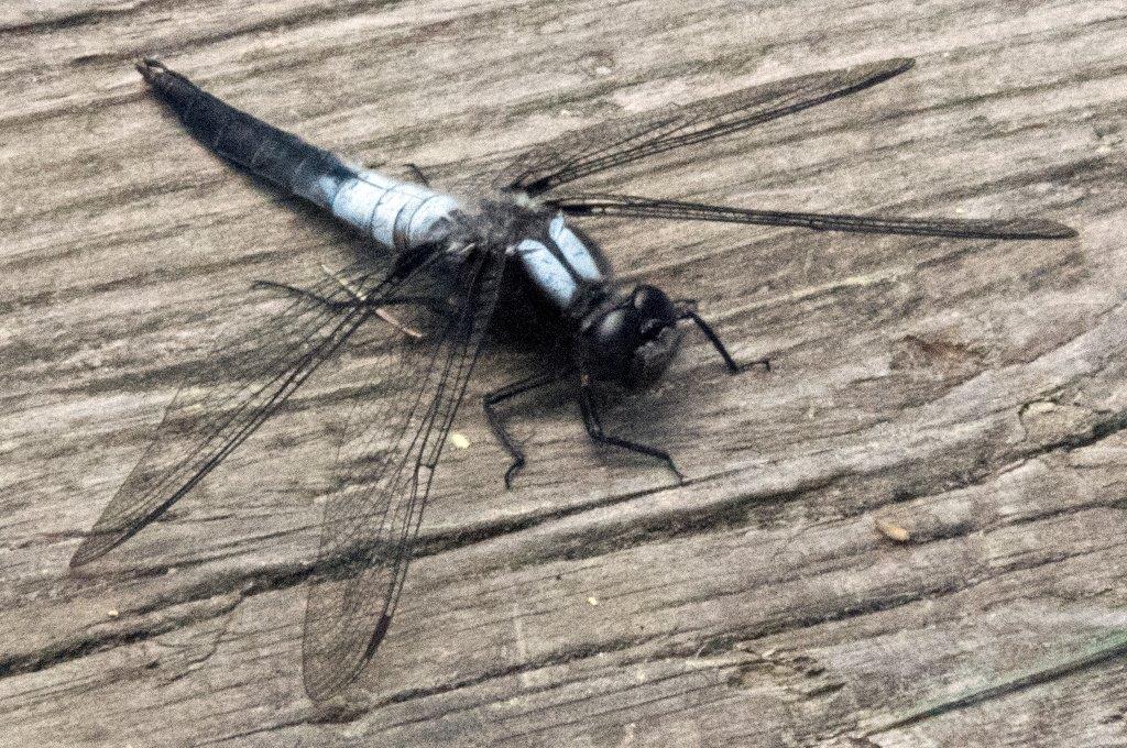 Chalk fronted Corporal adult colors