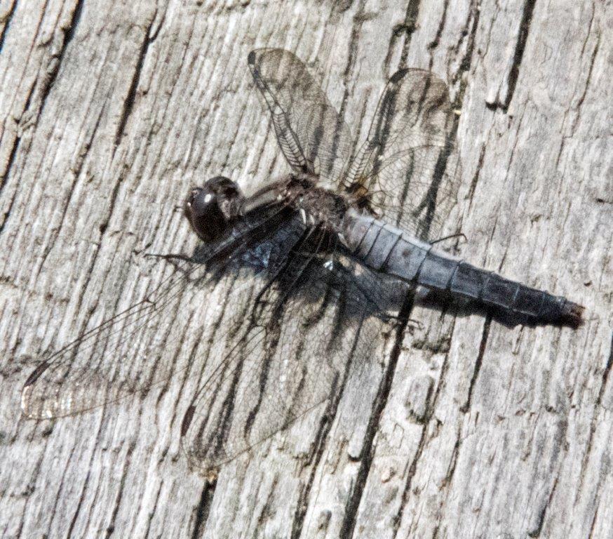Chalk fronted Corporal changing color