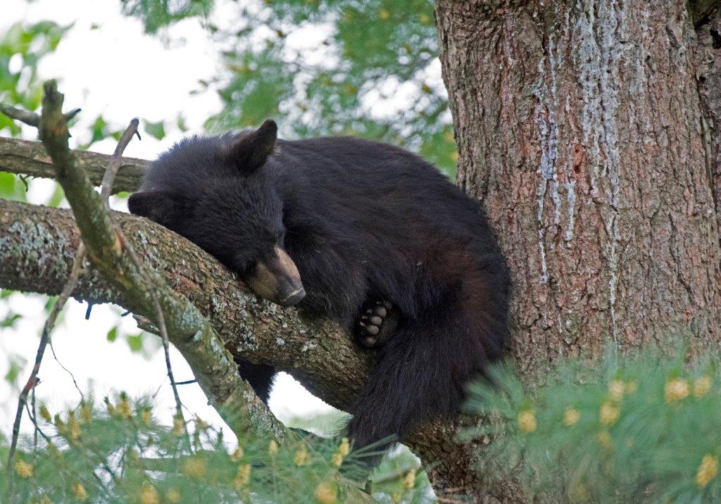 Yearling in pine
