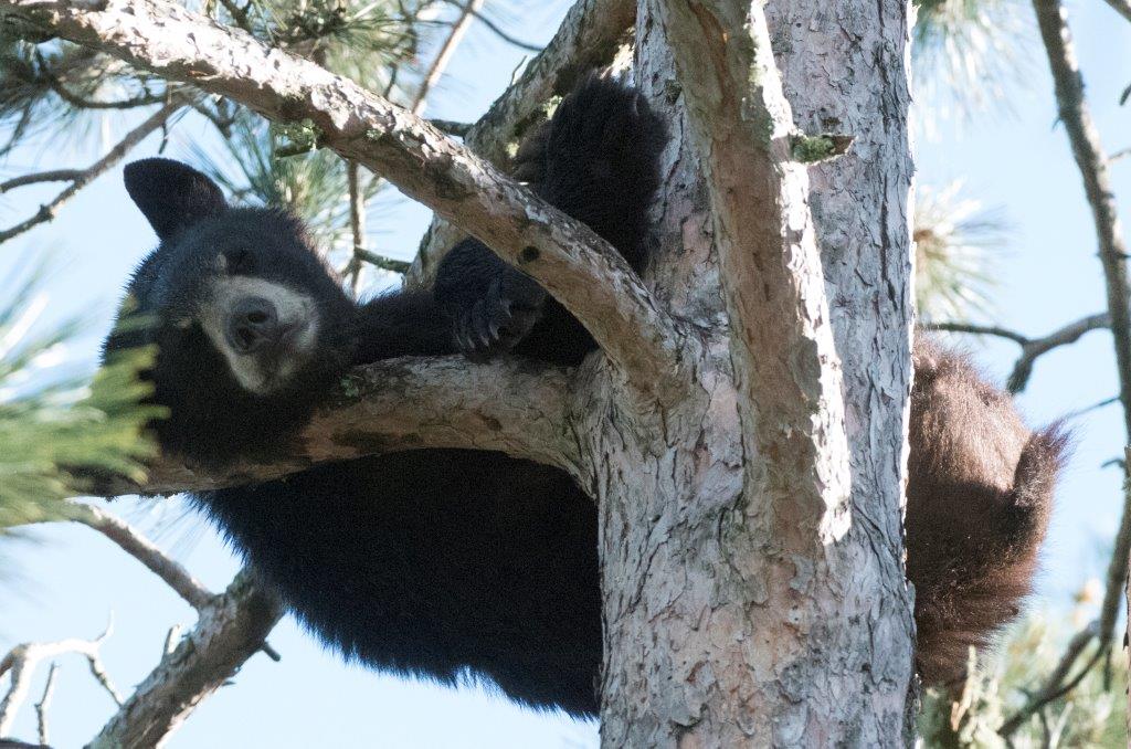 Yearling in tree