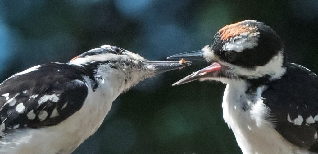 Hairy woodpecker father feeding young