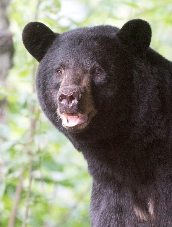Visiting male bear