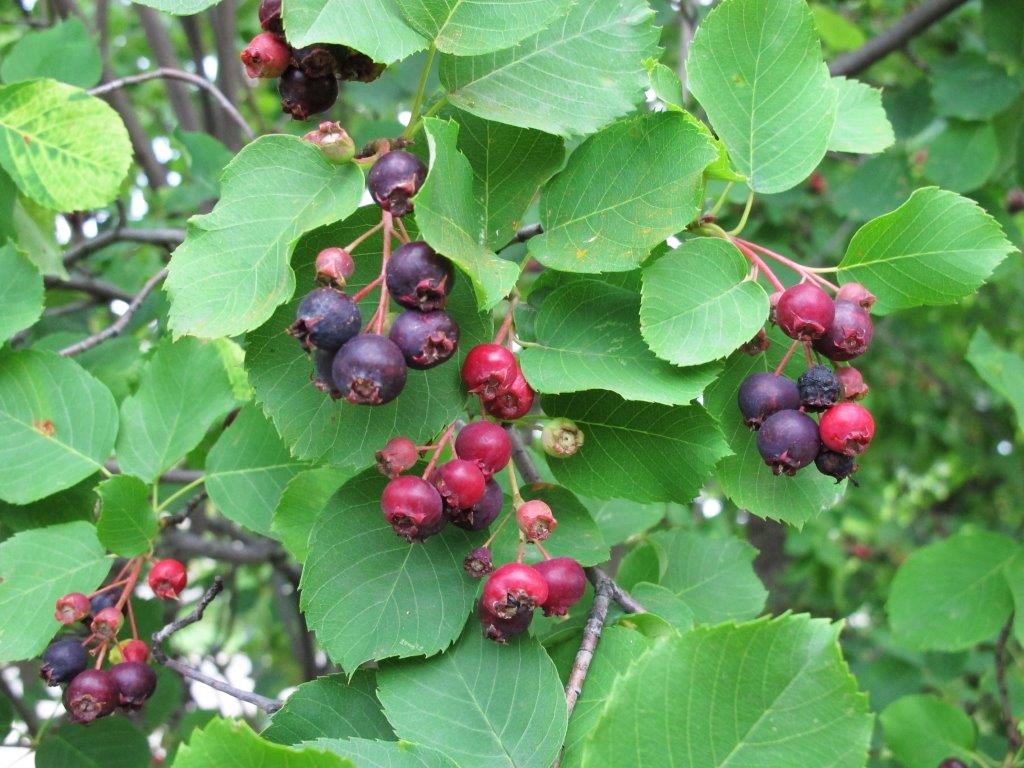 Juneberries