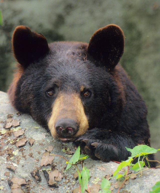 Gerry Bear (by Bill Lea 1994)