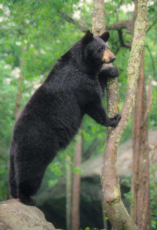 Gerry Bear (by Bill Lea 1994)