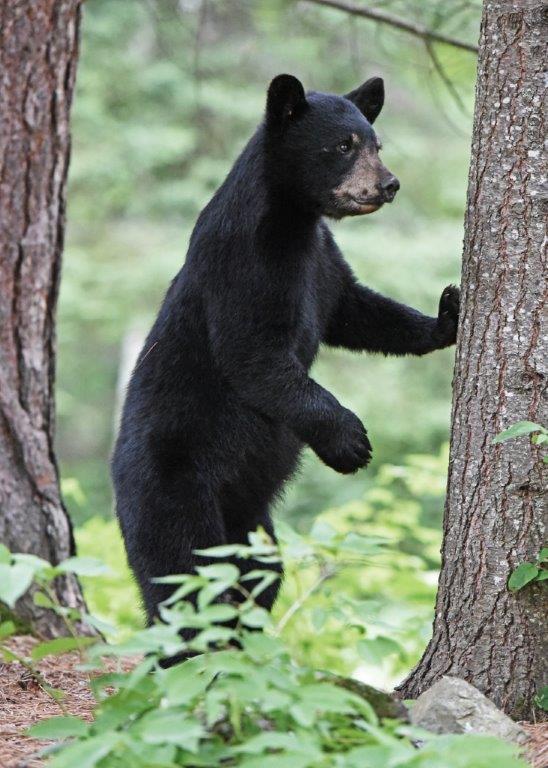 Cub at tree