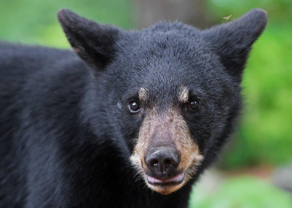Cub