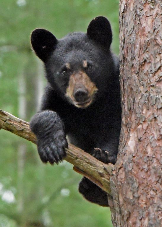 Cub in tree