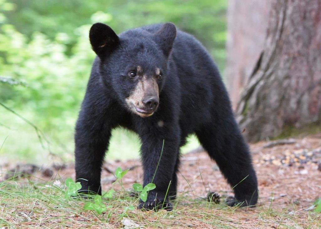 Cub profile