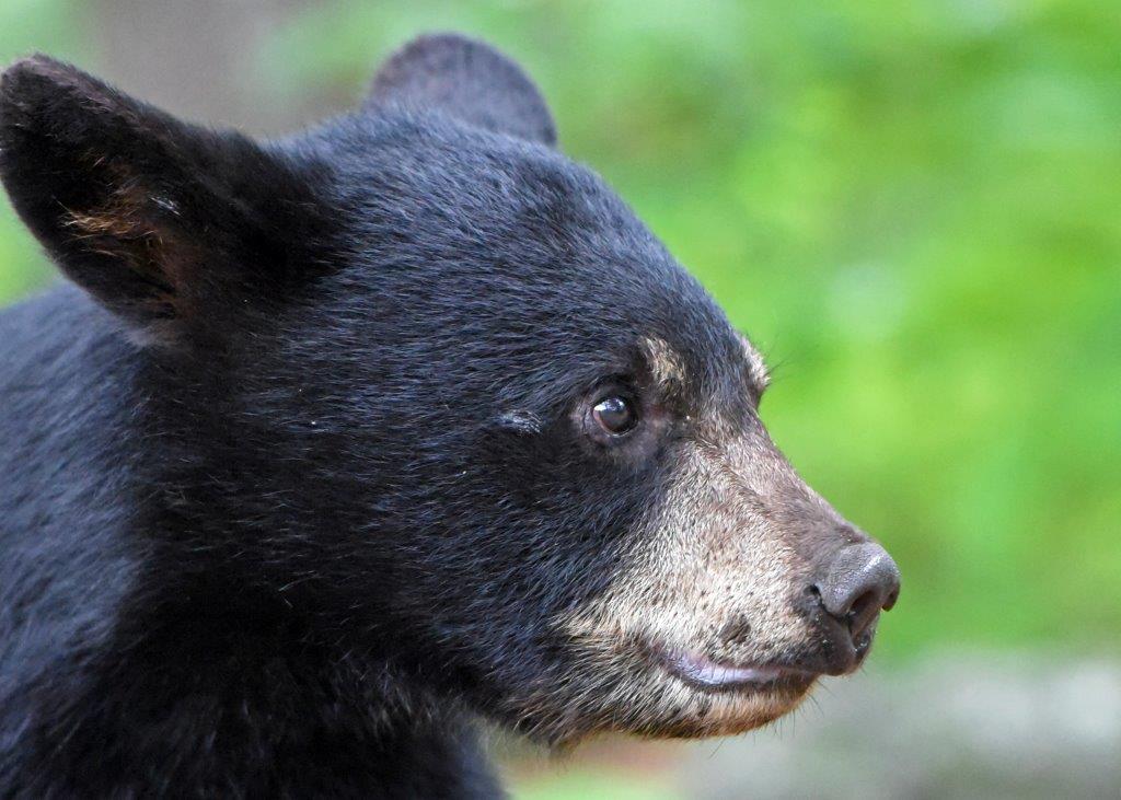 Cub profile