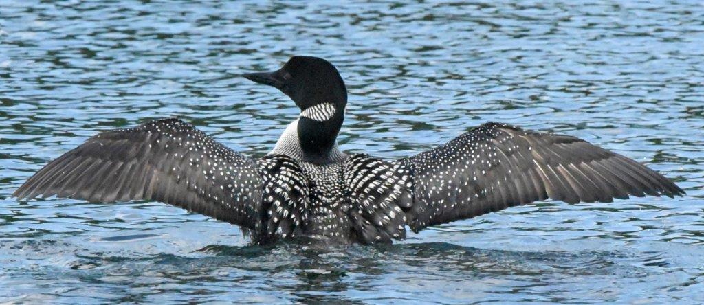 Loon1