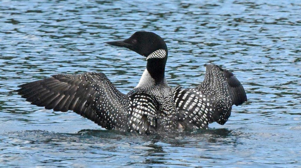 Loon