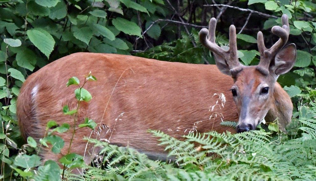 Deer in Velvet