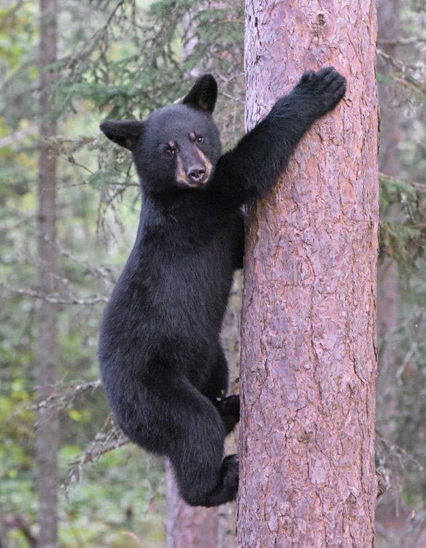 Visiting Cub