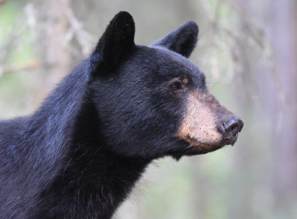 Unknown Mother Bear