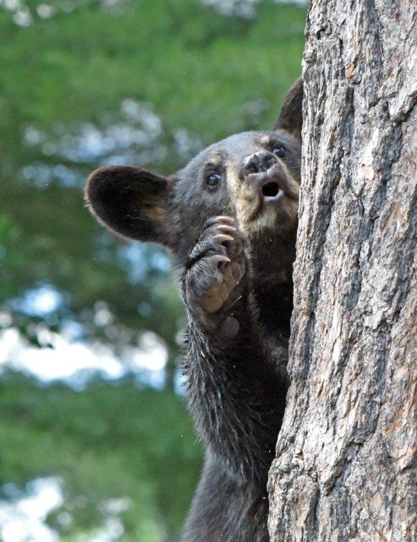 Braveheart's cub