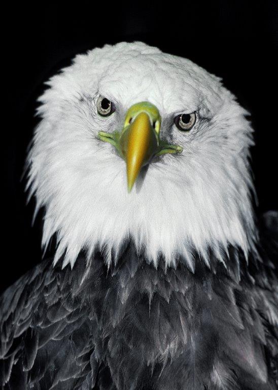 Bald Eagle head feathers