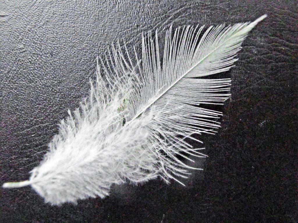 Bald Eagle Feather