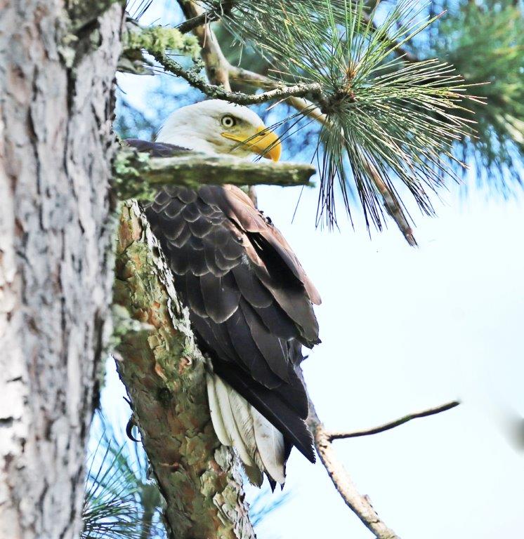 Bald Eagle by Theodos