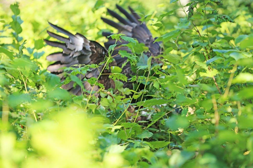 Bald Eagle by Theodos