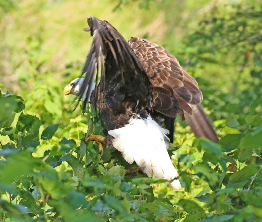 Bald Eagle by Theodos