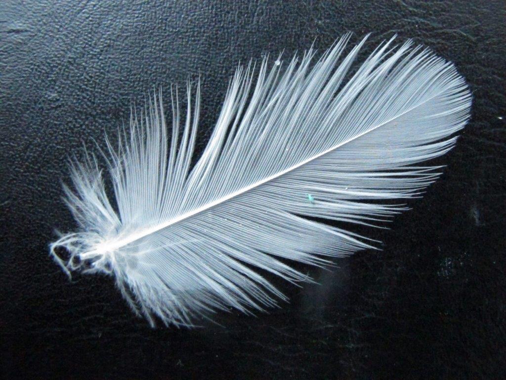 Herring Gull Feather