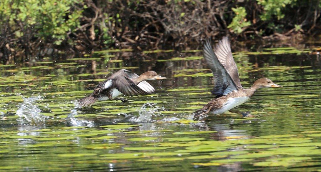 Hooded Mergansers by Andrew Theodos