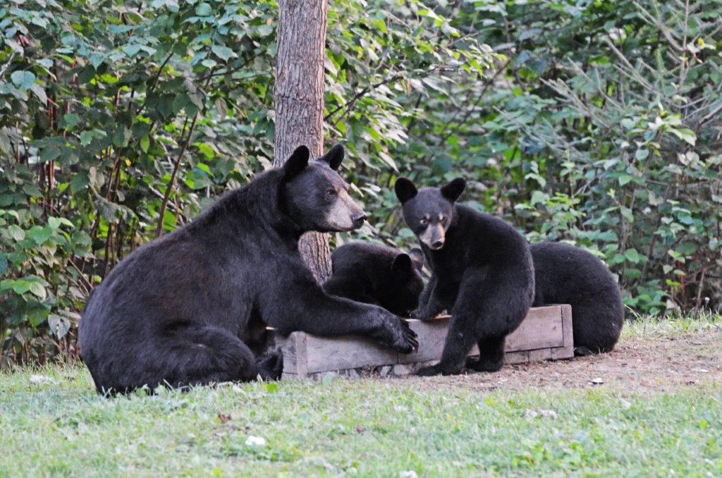 Lily and cubs